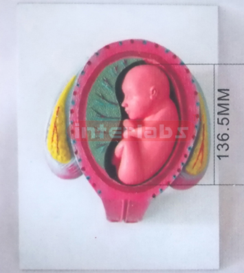 HUMAN PREGNANCY SERIES MODEL (4TH MONTH 10-17 CMS 100-120GM)